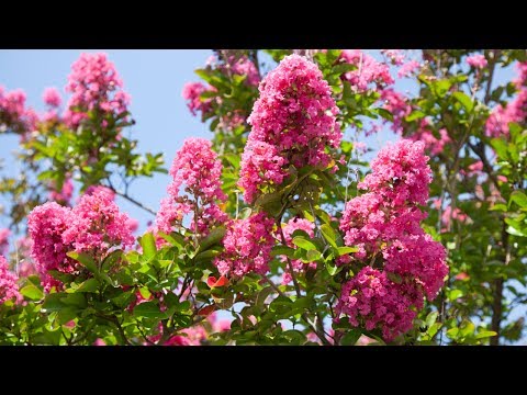 how to fertilize crape myrtle trees