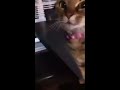 Click here to watch this video My cat loves Friskies Party Mix
