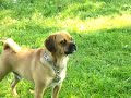 Puggle Boots Displays his Manly Bark Puggle Boots Displays his Manly Bark