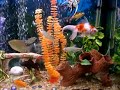 Novo vídeo de um aquário de 1 m X 0,4 m X 0,6m (240 litros) com vários peixes ornamentais e plantas artificiais. No fundo, cascalho. A arrumação foi modificada em relação ao vídeo anterior. 