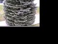 Pittsfield Christmas Tree