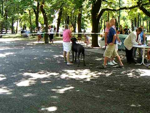 dogue allemand