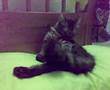 Puffy sedang jilat badan