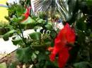 BEAUTIFUL BONAIRE BEAUTIFUL BONAIRE