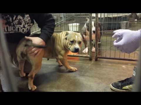 how to perform artificial insemination at home