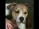 Say NO to BSL