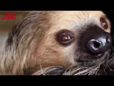 Berlin: Zoo Berlin - Nicht ganz so trge - Faultier v ...