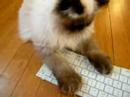 I Can Has Keyboards!!
