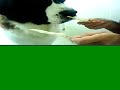 S�o Bernardo - Aliche