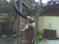 videos de pit bull atack 2/kyron
