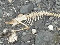 Antarctic Wildlife