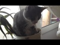 Cat sleeping in a flower pot