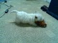 doggy style with tiger doggy style with tiger