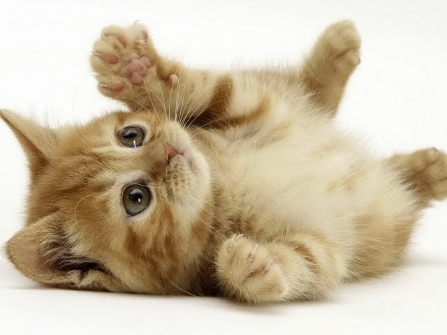 かわいい猫動画集