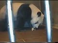 Giant Panda gives Birth