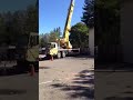 santa rosa tree care service