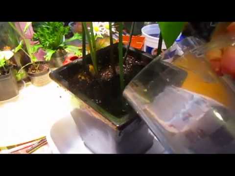 how to transplant a small avocado tree