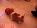 Pepito gioca a palla (29 gg)