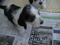 Binen en buiten spelen van de pupjes van Margootje 14april2009