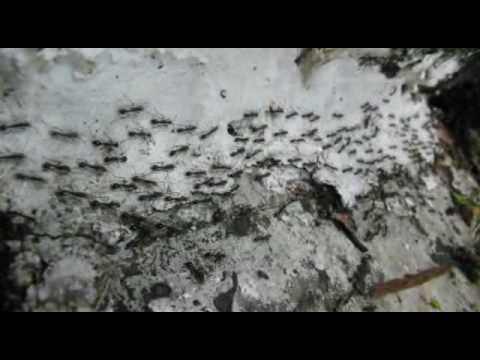 ANT WARS