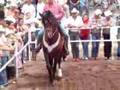 CONCURSO CABALLOS BAILADORES LOS HUIZACHES