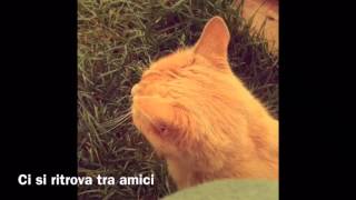 Un pomeriggio con GattiniCercaCasa