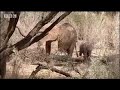 Elephant Trilogy - Living With Elephants: Apologising