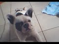 Bulldog
