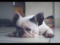 Bulldog Bulldog