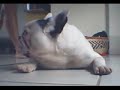 Bulldog