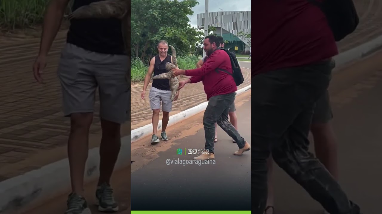 Bicho preguiça atravessa avenida e mobiliza motoristas