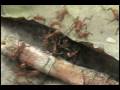 Ants as Carnivores