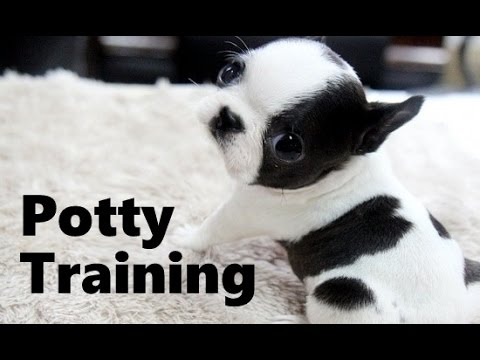 how to train boston terrier puppy