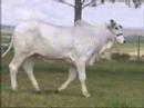 SIDNEY THOM� - LOTE 26
