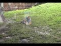 Animal Kingdom\