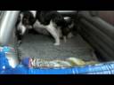 English Shepherd Birth Part 1 English Shepherd