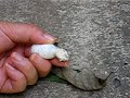 silkworm emerging6 silkworm emerging6