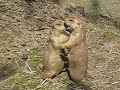 El  Amor  