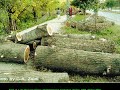 deforestation