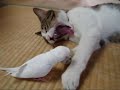 cat playing with a bird, really very cool