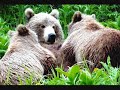 this is the first video submitted to youtube featuring the soon-to-be much more famous bear man of kamchatka, naturalist charlie russell, son of the famous ontario conservationist andy russell. charlie has starred in 4 documentaries and tv programs and is the author of 3 books, spirit bear, grizzly heart, and grizzly seasons. his groundbreaking research on wild grizzlies in the russian far east has shed light on amazing potentials and possiblities for human-bear coexistence and his efforts have helped lead to the vastly improved protection of the threatened pristine kamchatkan ecosystem. here is a photomontage of his astonishing work with russian bears set to ray lynch's 