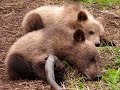 this is the first video submitted to youtube featuring the soon-to-be much more famous bear man of kamchatka, naturalist charlie russell, son of the famous ontario conservationist andy russell. charlie has starred in 4 documentaries and tv programs and is the author of 3 books, spirit bear, grizzly heart, and grizzly seasons. his groundbreaking research on wild grizzlies in the russian far east has shed light on amazing potentials and possiblities for human-bear coexistence and his efforts have helped lead to the vastly improved protection of the threatened pristine kamchatkan ecosystem. here is a photomontage of his astonishing work with russian bears set to ray lynch's 