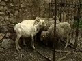 Rancho del Esquileo de Brieva de Cameros
