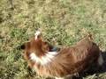 videos de Dogdancing - K+B+J+CH