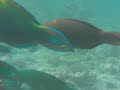 Parrot Fish Maldives Cimg2700