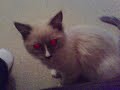 Mastiff X Akita Pup Vs Ragdoll Kitten - Part 2 Mastiff X Akita Pup Vs Ragdoll Kitten - Part 2