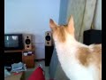 Chattering cat