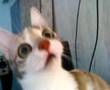 Chattering cat