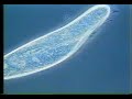flagella & cilia