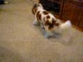 videos de Dogbook Movie: Tucker and His Blue Socks Part 2